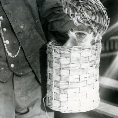 A keeper holds an Old World Monkey in a hamper, London Zoo, December 1922 by Frederick William Bond